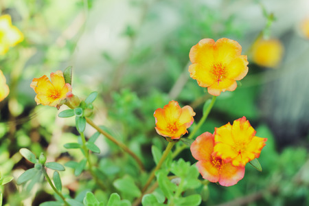 Flower Portulaca oleracea Blossoming in the morning sun in the summer of Thailand