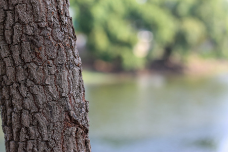 Tree texture close up at the parkの写真素材