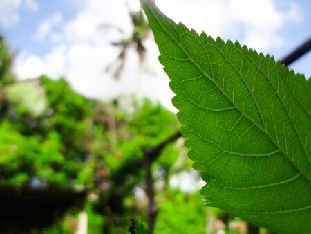 Closeup nature view of green leaf on blurred greenery background in garden with copy space using as...