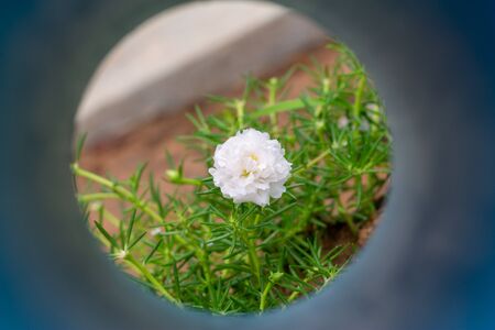 White common Purslane(Verdolaga, Pigweed, Little Hogweed, Pusley)の写真素材