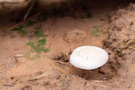 White mushrooms that occur during the rainy season.の写真素材