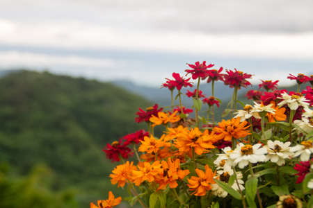 Orange, red and white flowers have a green mountain background. Clouds in the skyの写真素材