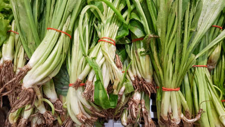 Eryngium foetidum is tied with rubber bands for sale in the Thai market.の写真素材