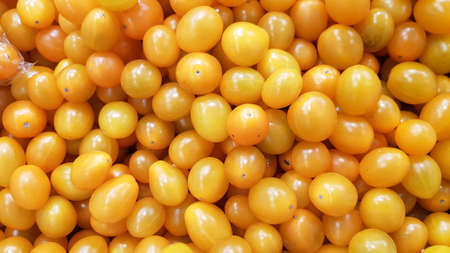 Yellow Cherry tomatoes for background, cherry tomatoes for wallpaper, yellow cherry tomatoesの写真素材