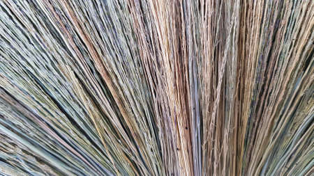 Close-up photo of brown grass for making broomsの写真素材