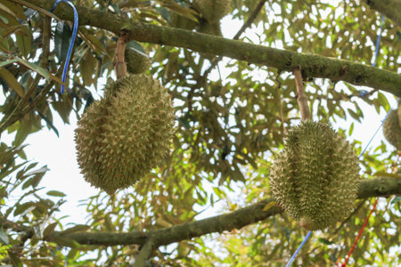 Durian from Sisaket,Thailand has a unique flavor because it is grown on soil rich in potassium from a volcanic eruption. "Volcano Durian"の写真素材