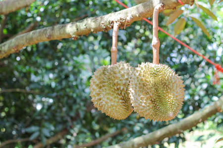 Durian from Sisaket,Thailand has a unique flavor because it is grown on soil rich in potassium from...