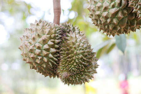 Durian from Sisaket,Thailand has a unique flavor because it is grown on soil rich in potassium from a volcanic eruption. "Volcano Durian"の写真素材