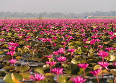 flower seaの写真素材