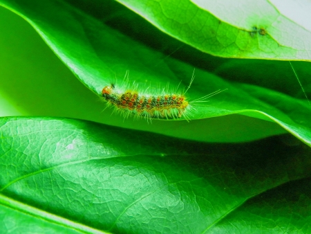 the colorful   creature slowly move along the edge of the leaf.
