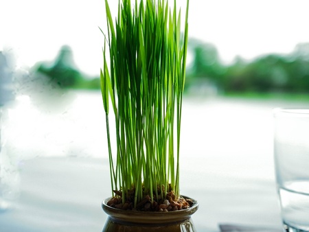 model of the young crops growing の写真素材
