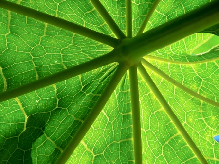 sun - ray appearance of the papaya leaf 