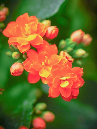 brightly color flowers in a bundle の写真素材