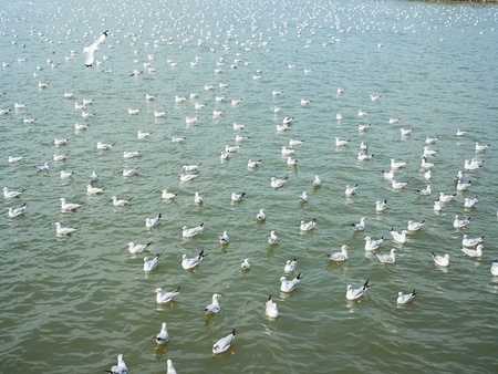 they flee from the north to the south の写真素材