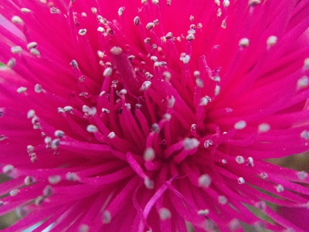 the flower with large pink or red colors の写真素材