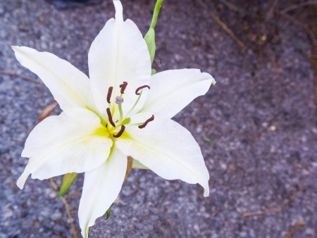 the symbol of sincerity and respect の写真素材