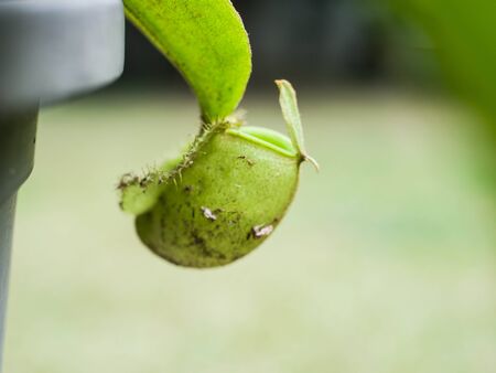Nepenthes obtains nutrients from the breakdown of insect protoplasm.の写真素材