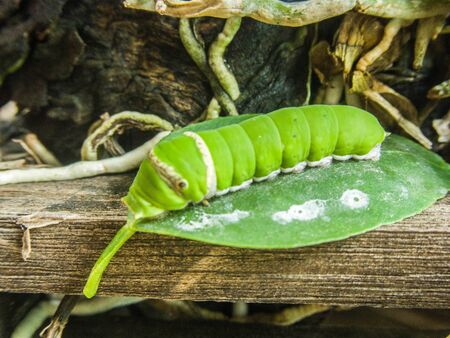 the little worm that will transform to be a full grown butterfly の写真素材