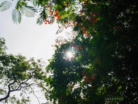 The tree branches spread out and give large shady area  