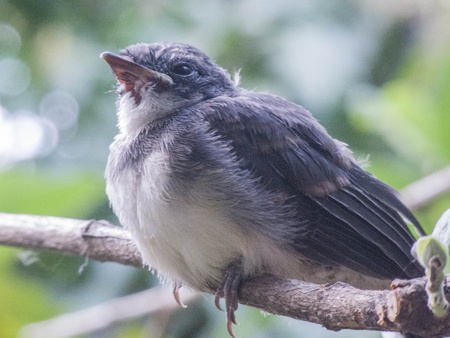 A baby bird clings on a guava branch waiting to gain strength.の写真素材