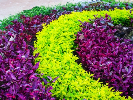 Garden design by leafy plants arranged in semi- circular or circular pattern の写真素材