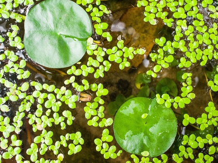 Duckweed leaves and lotus leaves on the surface of waterの写真素材
