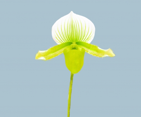 orchidの写真素材