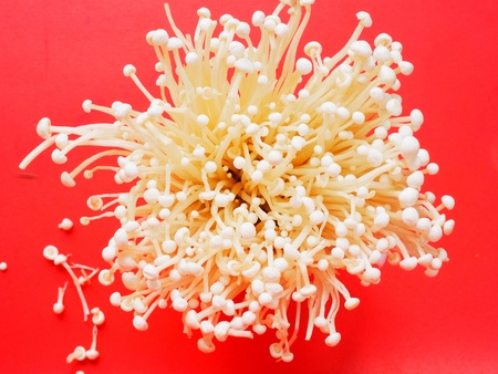 Mushroom winter is valuable and medicinal food    Cap shape and small ,  slender stems                                                            の写真素材