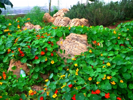       Rock garden designed by using gardening plants and rocks                                                               の写真素材