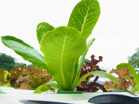  Planting hydroponic vegetables in pits                                                               の写真素材