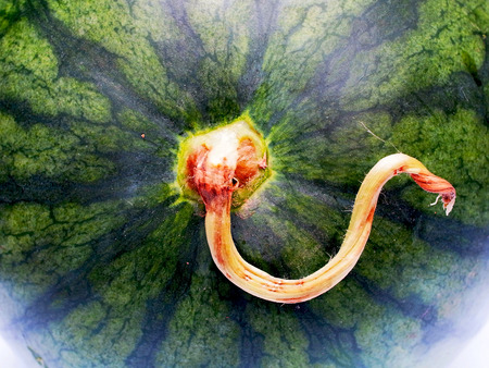 Polar end of a watermelonの写真素材