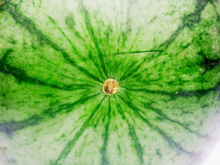 Polar end of a watermelonの写真素材