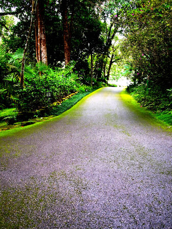 Forest roadの写真素材