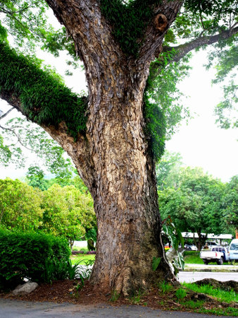    A stem of a big tree and its branches                                                             の写真素材