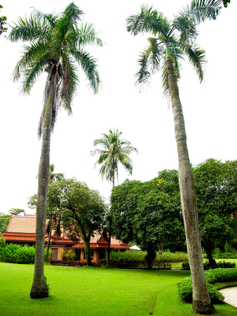     Foxtail palms or palm squirrel in a city park                                                                    の写真素材