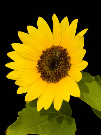 Sunflower is the bright yellow flower whose seeds can be extracted for sunflower oil の写真素材