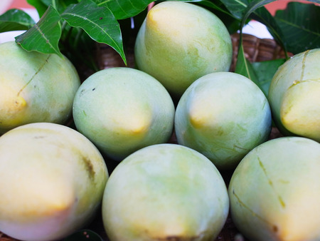     Mango is the native fruit of South East Asia   It can be eaten raw or riped                     ...