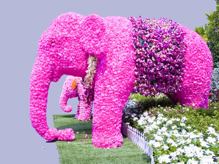 Floral arrangements to be pink elephants ,mother and its kid の写真素材