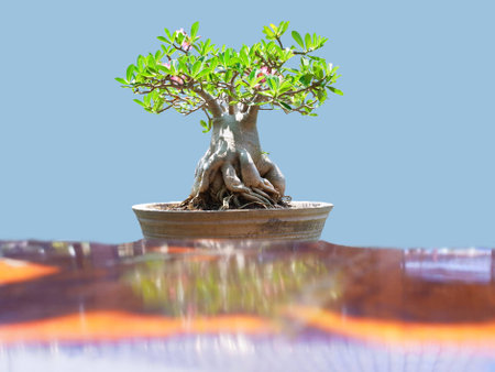      Azalea plant with pink flowers grown in a pot                                                           の写真素材