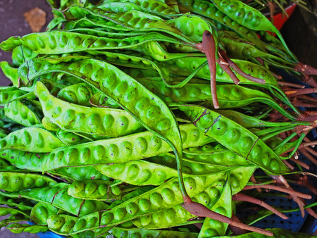  Each broad flat pods of sato is 35 - 45 centimeters long    Seeds are oval     Green pods turn...