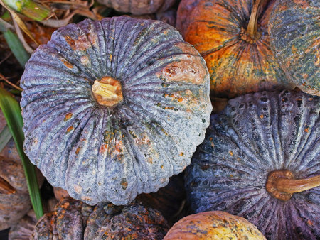    Pumpkin has uneven texture rough bark with yellow flesh and flat seeds                           ...
