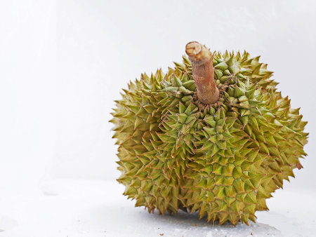 A durian with multiple lobes of flesh inside の写真素材