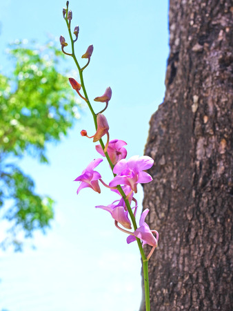A bouquet of orchid flowers of one of dendrobium orchids.の写真素材