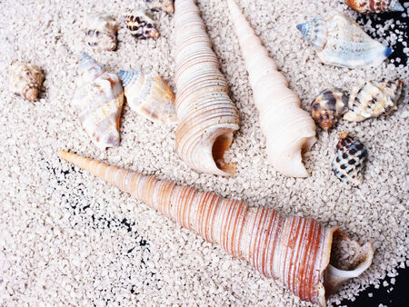Various types of beautiful sea shells on sand.