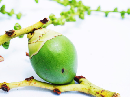 The fruits of foxtail palm with hard shells have fresh  green color  and turn red when ripe.の写真素材