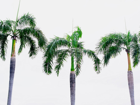 Palm King trees  with erected stems grown as ornamental plants  in various places.