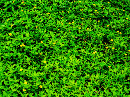 A garden of gold - button flowers  with serrated leaf edge.の写真素材