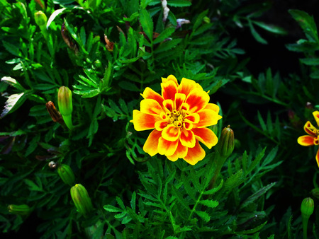 Chrysanthemum are herbaceous perennial plants . The flower is the compound inflorescence with an array of several flower heads.の写真素材