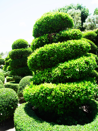 The formal garden of dwarf and bending trees that bend into spiral shaped canopy.の写真素材