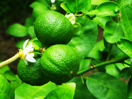 A green  citrus fruit that turns yellow when ripe and is used as cooking ingredients .